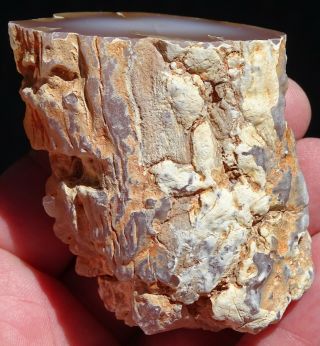 Mw: Petrified Wood PINK CHALCEDONY LIMB CAST - Texas Springs,  NV - Face Polished 2