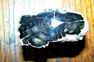 Arizona Polished Black (mirror Finish) Petrified Wood Log W/ Incredible " Bark "