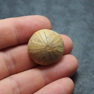 Echinoid 27x12mm Sea urchin Holectypus depressus Bajocian Fossils France 2