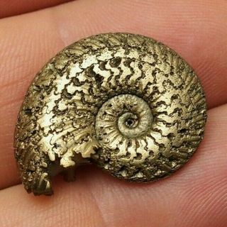 25mm Quenstedtoceras Pyrite Ammonite Fossils Callovian Fossilien Russia Golden