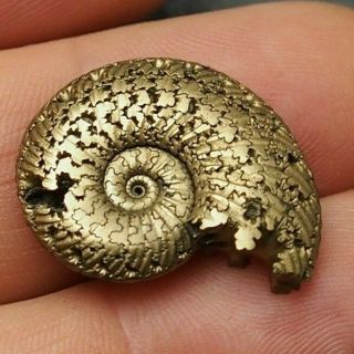 25mm Quenstedtoceras Pyrite Ammonite Fossils Callovian Fossilien Russia Golden 2