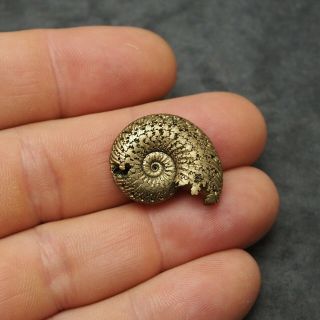 25mm Quenstedtoceras Pyrite Ammonite Fossils Callovian Fossilien Russia Golden 3