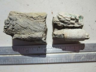 242 FOSSIL DINOSAUR BONE.  GREAT FOR DISPLAY,  EX CLOSED OLD TIME ROCK SHOP 3