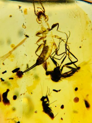 Earwig&dance Fly&feces Burmite Myanmar Burmese Amber Insect Fossil Dinosaur Age