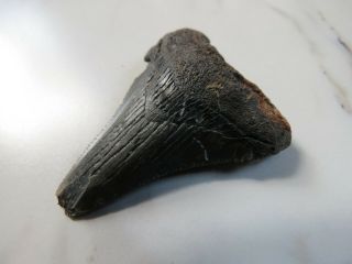 Fossil Megalodon Angustidens Shark Tooth,  1 3/4 Inches Not Restored