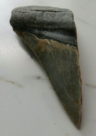 Megalodon Shark Tooth Fossil,  3 1/4 Inches No Restorations