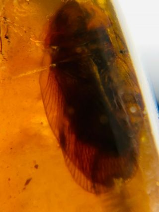 Unique Adult Roach&fly Burmite Myanmar Burmese Amber Insect Fossil Dinosaur Age