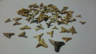 Summerville Gold BULK 100 count Shark Teeth - Megalodon era - Requiem Sharks 2