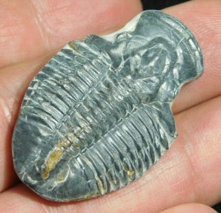 A 100 Natural 500 Million Year Old Asaphiscus Trilobite Fossil Utah 1.  23