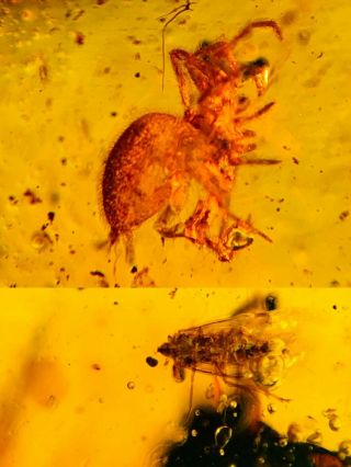 Arachnida Spider&cicada Burmite Myanmar Burmese Amber Insect Fossil Dinosaur Age