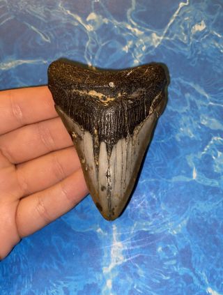 Huge 3.  30” Megalodon Shark Tooth Teeth Extinct Fossil Meg Scuba Diver Direct 804