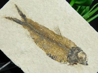 A 50 Million Year Old Knightia Eocaena Fish Fossil From Wyoming 223gr