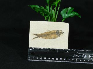A 50 Million Year Old Knightia Eocaena Fish Fossil From Wyoming 223gr 2