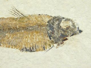 A 50 Million Year Old Knightia Eocaena Fish Fossil From Wyoming 223gr 3