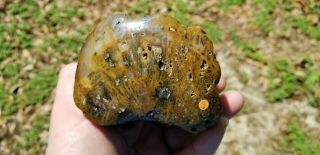 Shrinkwood Petrified Wood Fossil Live Oak County Texas U.  V.  Reactive On