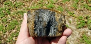 Shrinkwood Petrified wood Fossil Live Oak County Texas u.  v.  reactive On 2