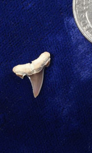 Uncommon Large Abdounia Beaugei Fossil Eocene Shark Tooth Harleyville Sc