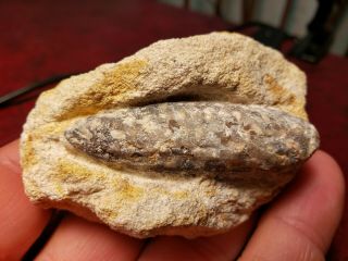 2 - 3/16 " Fossil Pine Cone In Matrix,  Eocene,  Dakhla,  Morocco