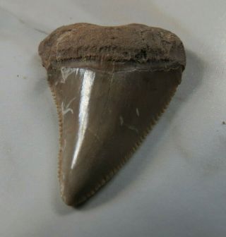 Fossil Megalodon Shark Tooth,  1 3/16 Inches Not Restored