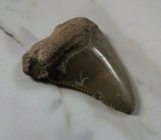 Fossil Megalodon Shark Tooth,  1 3/16 inches Not restored 2
