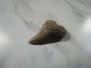 Fossil Megalodon Shark Tooth,  1 3/16 inches Not restored 3