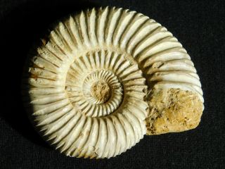 A Polished 200 Million Year Old White Ribbed Ammonite Fossil 97.  8gr
