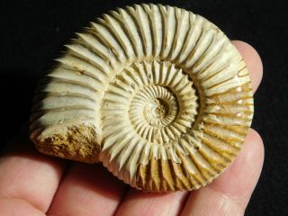 A Polished 200 Million Year Old WHITE Ribbed AMMONITE Fossil 97.  8gr 2