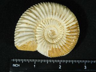 A Polished 200 Million Year Old WHITE Ribbed AMMONITE Fossil 97.  8gr 3