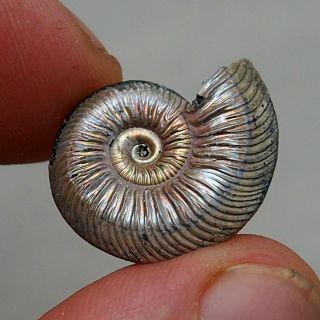 23mm Quenstedtoceras Sp.  Pyrite Ammonite Fossils Fossilien Russia Pendant Pearl