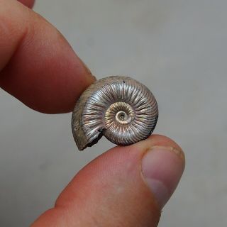 23mm Quenstedtoceras sp.  Pyrite Ammonite Fossils Fossilien Russia Pendant Pearl 3