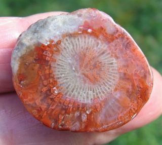 Fossilized Agatized Red Horn Coral Specimen From Utah.  33oz Rhc21