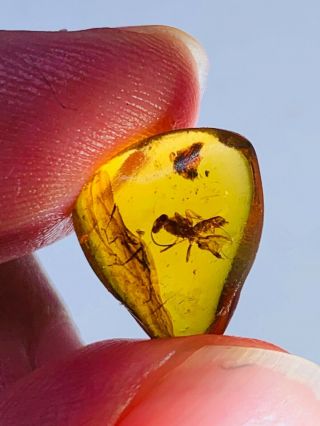 0.  53g Hymenoptera Wasp Bee Burmite Myanmar Amber Insect Fossil Dinosaur Age