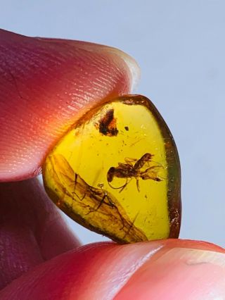 0.  53g Hymenoptera wasp bee Burmite Myanmar Amber insect fossil dinosaur age 2