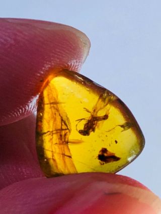 0.  53g Hymenoptera wasp bee Burmite Myanmar Amber insect fossil dinosaur age 3