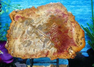 Petrified Wood Complete Round Slab W/bark Spectacular Rare Cranberry Pink