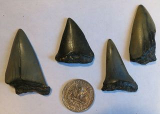 4 Fossil Mako Shark Tooth Large 1 1/4 - 2 Inches
