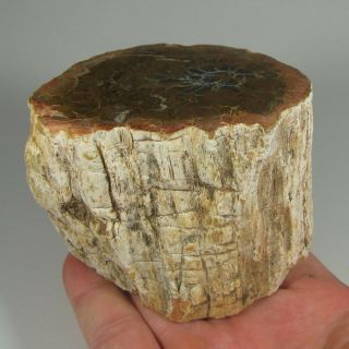 3.  4 " Polished Petrified Wood Branch Slab Fossil Standup - Madagascar - 1.  3 Lbs.