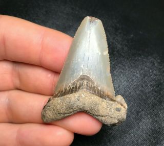 Sharp 1.  89 " Angustidens Shark Tooth Teeth Fossil Sharks Necklace Jaws Jaw Meg