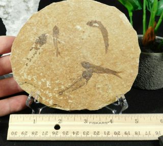 A School Of Four 100 Natural 50 Million Year Old Knightia Fish Fossils Wy 163gr