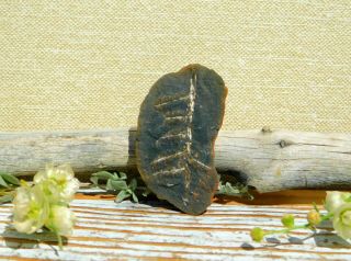 Fern Leaf Fossil 7.  4g With Great Details From Missouri & Carboniferous Period
