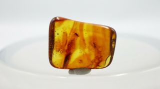 Baltic Amber with 2 Insects | Fossil Inclusions in,  Certified Amber 2