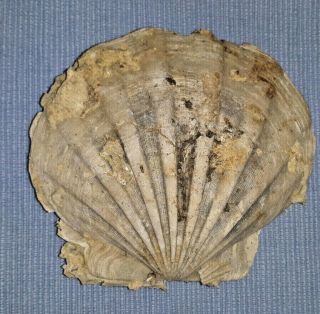 Large Chesapecten Jeffersonius Fossil Scallop Shell From Gloucester Cty Virginia