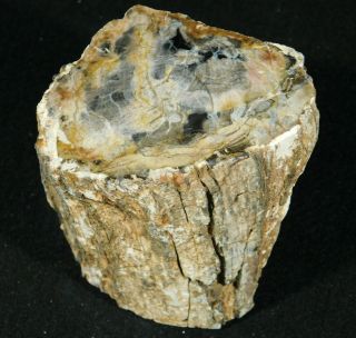 A Cut And Polished Petrified Wood Roller Fossil From Madagascar 403gr