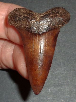 Big 1.  820 " Mako Shark Tooth Fossil From South Carolina Shark Tooth Guide