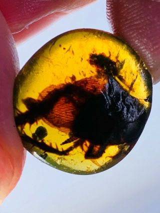 1.  38g Unknown Big Bug Burmite Myanmar Burmese Amber Insect Fossil Dinosaur Age