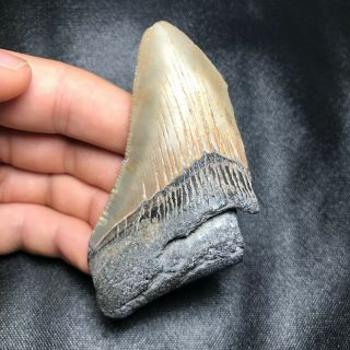 Large 3.  40 " Megalodon Shark Tooth Teeth Fossil Sharks Necklace Jaws Jaw Meg