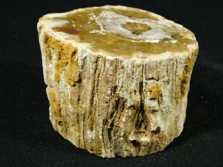 A Cut And Polished Petrified Wood Roller Fossil From Madagascar 400gr