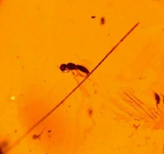 Wasp,  Flies,  Plant Hairs In Burmese Burmite Amber Fossil Gem Dinosaur Age 3 G