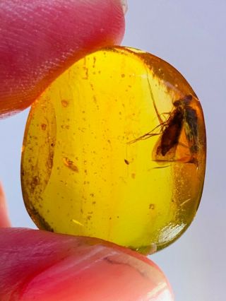 2.  04g Trichoptera Phryganeid Burmite Myanmar Amber Insect Fossil Dinosaur Age