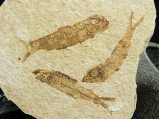 Three Small 100 Natural 50 Million Year Old Knightia Fish Fossils Wy 114gr